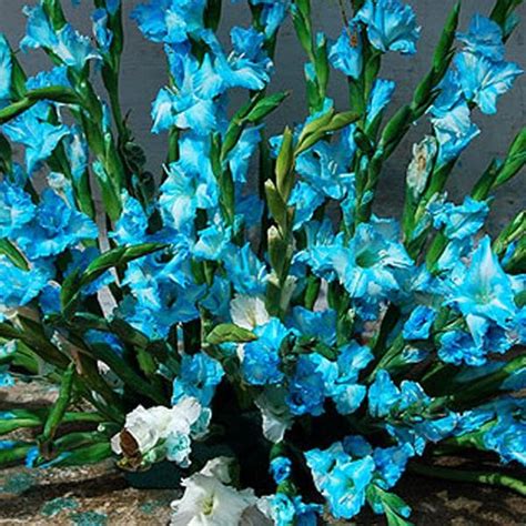 Buy Gladiolus Tropic Sea (Sky Blue) - Bulbs (set of 10) online from ...