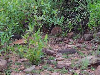 Indian Nightjar - eBird