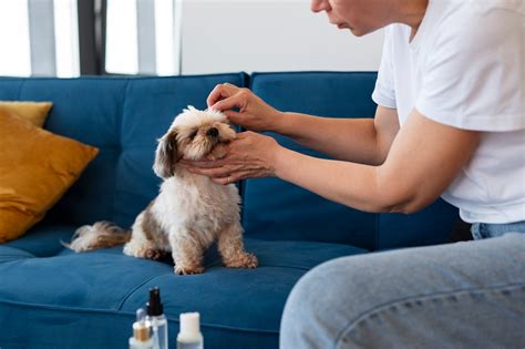 Can Dogs Get Lice? A Comprehensive Overview (2023)