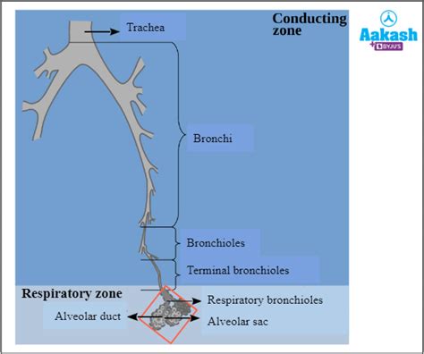 Human Respiratory System in Biology: Definition, Types and Importance ...