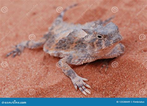 Desert Horned Lizard at Valley of Fire Stock Image - Image of orange ...