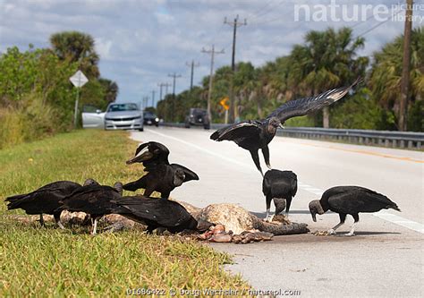 Image result for pictures of a flock of buzzards eating road kill
