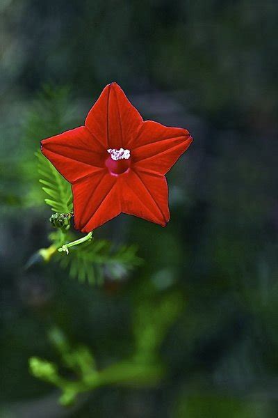 Love in the physical for the Divine : flower significance