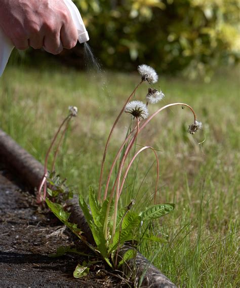 How to kill weeds naturally: 8 eco-friendly methods | Homebuilding