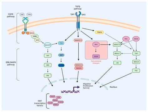 Metastasis and MAPK Pathways