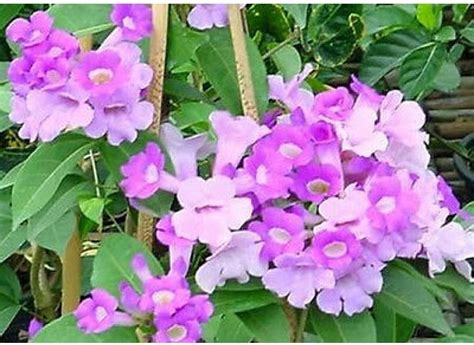 myBageecha- Garlic Vine Live Flowering Plant Outdoor Garden Balcony ...