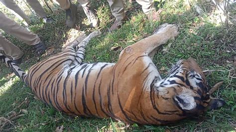 Man, grandson killed within hours of each other in separate tiger attacks