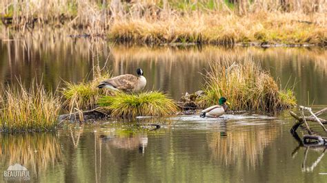 List of Wildlife Refuges in Washington State