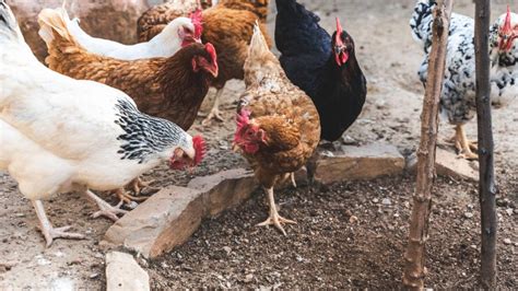 Image result for Sick Chicken Poop