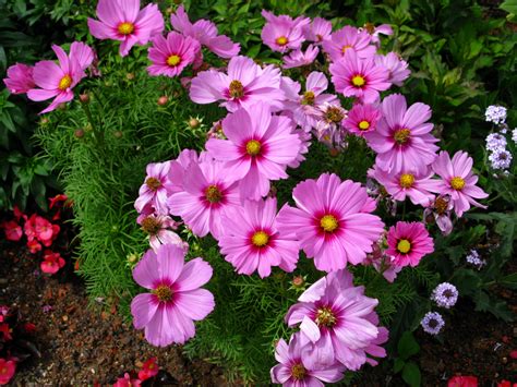 Cosmos, Closeup, Cosmos plant, Pink color, HD Wallpaper | Rare Gallery