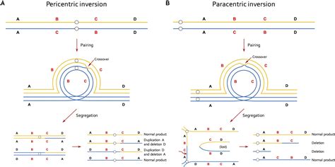Frontiers | Frequency, Origins, and Evolutionary Role of Chromosomal ...