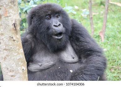 Image result for Gorilla Vs Python Fight
