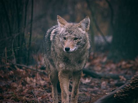 Free Images : animals, carnivore, dog breed, terrestrial animal ...