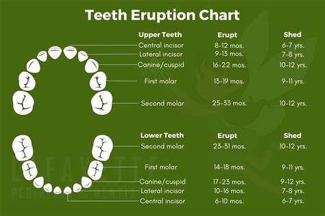 Image result for Tooth Growth Chart