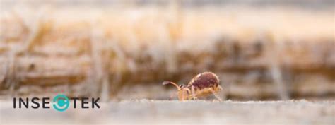 Image result for SpringTails On Humans