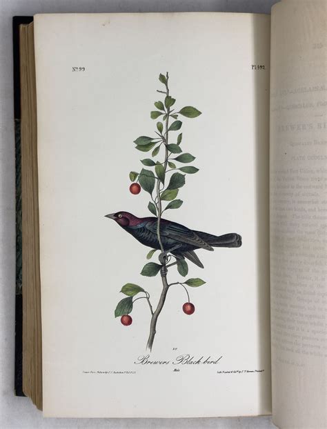 The Birds of America | John James Audubon | First
