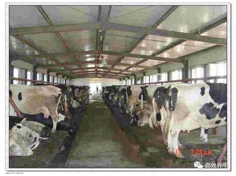 陆丰市：大力打造陆丰黄牛产业集群，探索种养循环一体化低碳养牛新模式