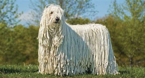 Miniature Pinscher vs Komondor - Breed Comparison