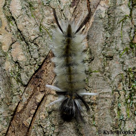 On the Subject of Nature: Caterpillars of the Fuzzy Variety
