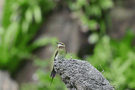 Nikon Z6III 評測報告｜強化攝錄規格、全能中階機駕到！ - Mobile01