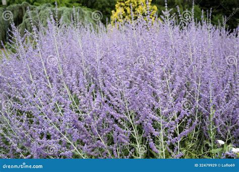 Perovskia atriplicifolia stock image. Image of garden - 32479929