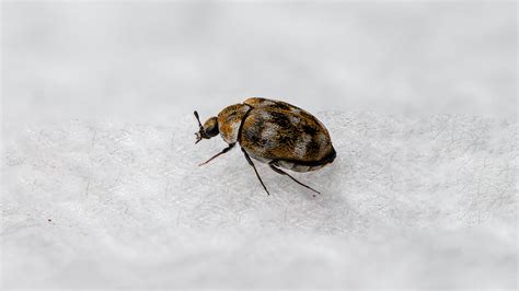 Carpet Beetles in Florida: Your Friendly Guide