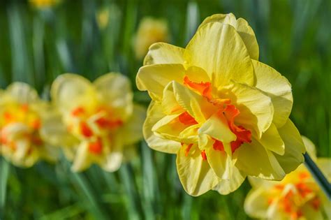 Types Of Daffodils