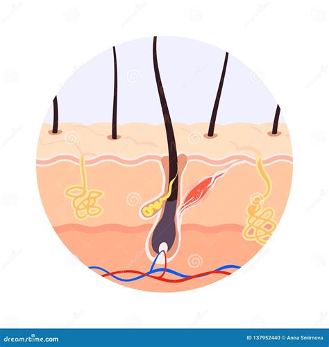 Hair Root Structure 的图像结果