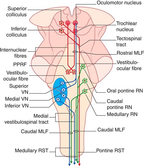 Brainstem - Clinical Tree