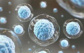 Image result for stem cells
