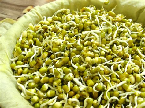 How to Sprout Mung Beans: 9 Steps (with Pictures) - wikiHow