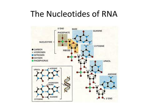 RNA Nucleotide Structure 的图像结果