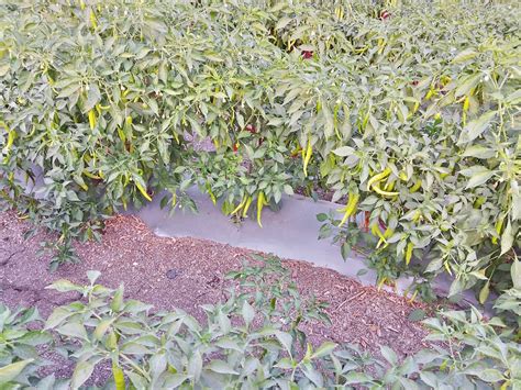 Guntur Whole Red Mirchi-Natural Raw Chilli – Vintage Farmers