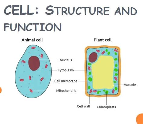 Cell Structure and Function 的图像结果