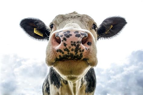 Cows Face Photos, Download The BEST Free Cows Face Stock Photos & HD Images