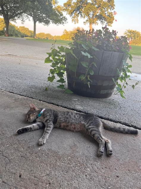 Image result for Decatur Golf Club