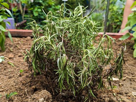 Image result for Plant Root Rot