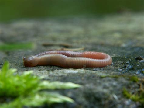 Image result for Alien Worms Invasion
