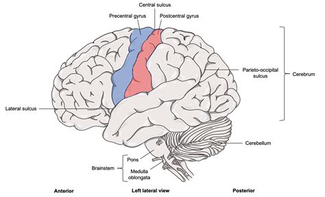 What Fissure Deep Groove That Separates The Cerebrum And Cerebellum at ...