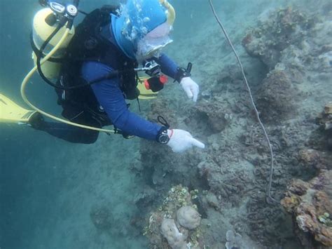 Laidenki Divers (Kolonia) - 2022 What to Know Before You Go (with ...