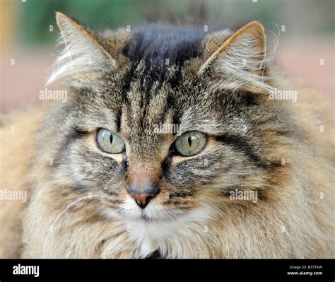 Long Haired Cats High Resolution Stock Photography and Images - Alamy