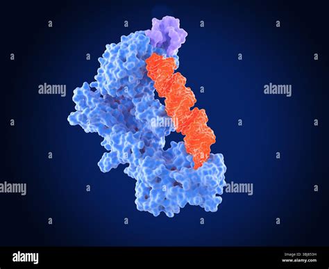 Illustration of the dicer-2 enzyme (blue) bound to a double-stranded RNA (ribonucleic acid, red ...