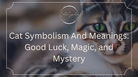 Cat Symbolism And Meanings: Good Luck, Magic, and Mystery