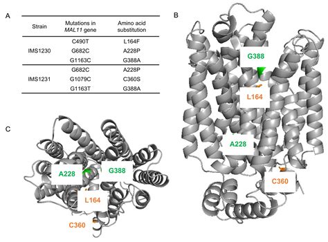 Novel Evolutionary Engineering Approach to Alter Substrate Specificity ...