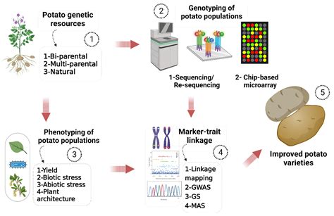 Recent Advances in Molecular Improvement for Potato Tuber Traits