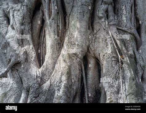 Image result for Many Trees Off One Root