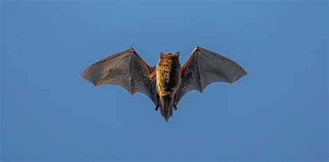 Health - Down To Earth