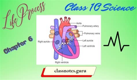 Class 10 Science Chapter 6 All Processes 的图像结果