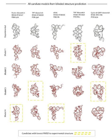 Image result for RNA Structure and Function