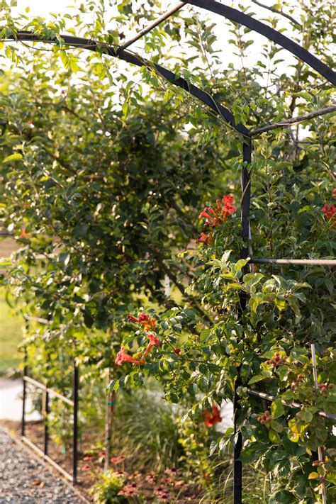 Gardenary's Tunnel Arch Trellis • Gardenary